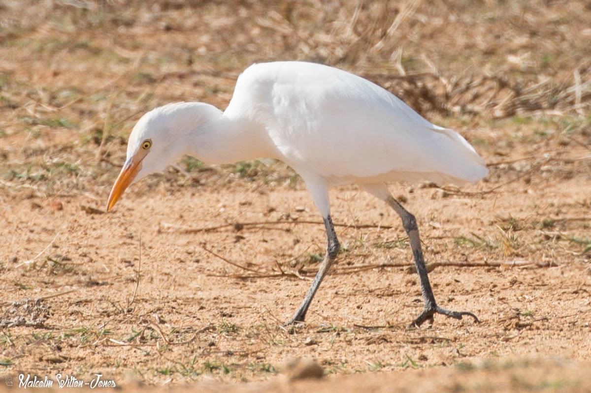 Cattle Egret