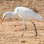 Cattle Egret