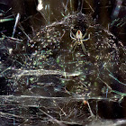 Tent web spider