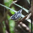 Black-and-white warbler