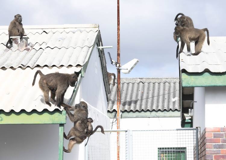 Baboons on the roof of the navy signals base in Simon's Town. File photo.