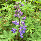 Arctic lupine