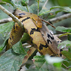 Dog-Toothed Cat Snake