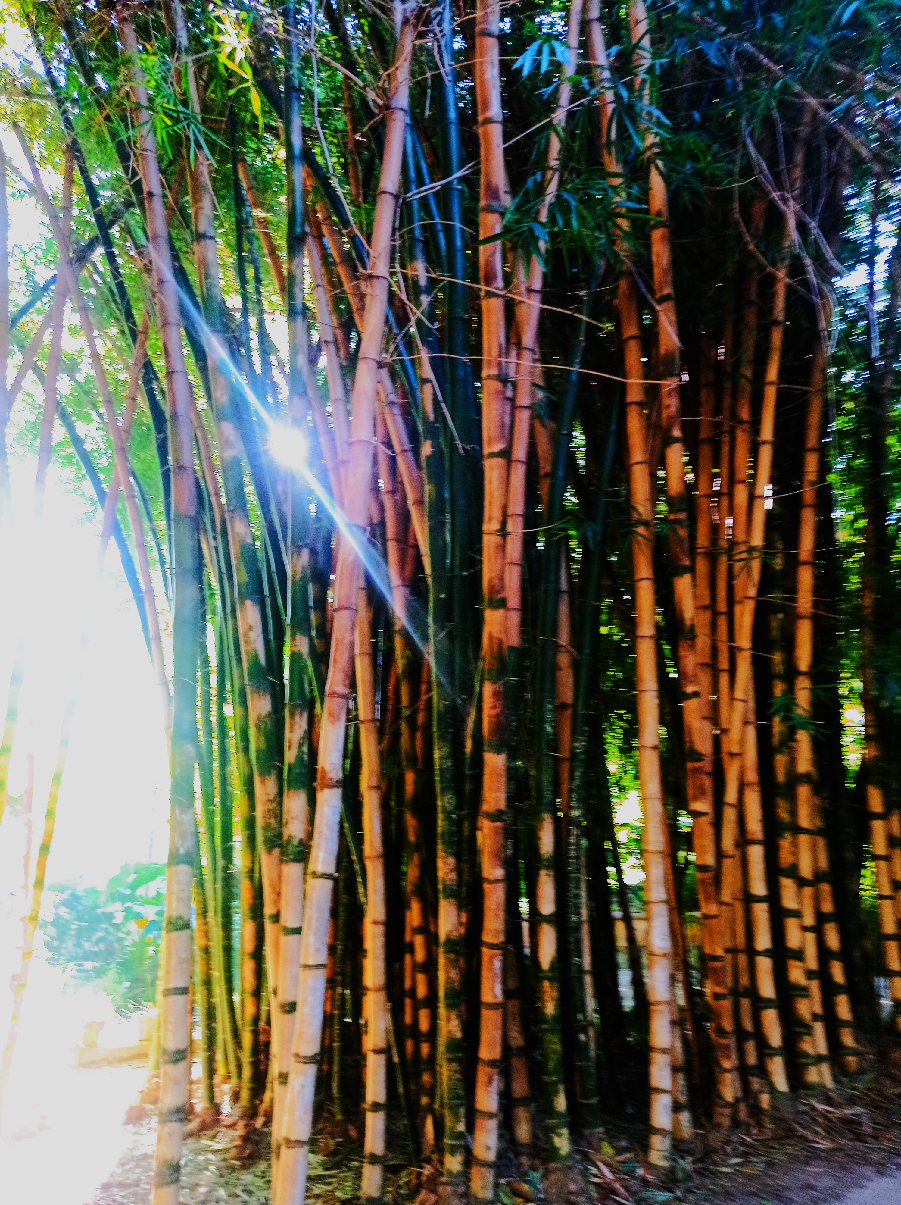 BamboO di Steph