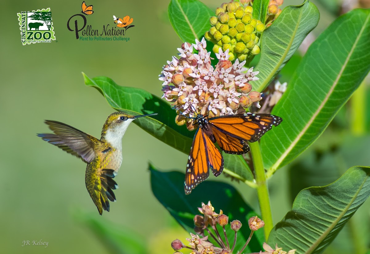 Milkweed