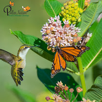 Plant for Pollinators Citizen Science