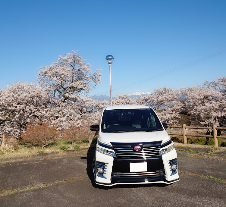 ヴォクシーの桜とコラボ・サクラと愛車・絶景スポット・青空と愛車・早朝撮影に関するカスタム事例の投稿画像5枚目
