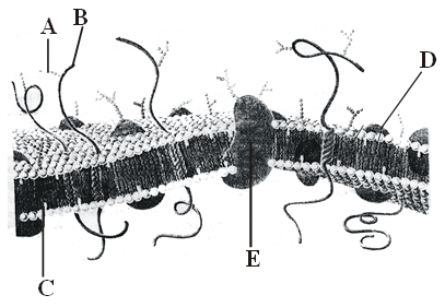 Plasma Membrane