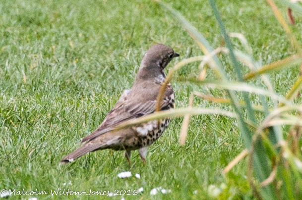 Song Thrush