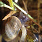 Freshwater snail