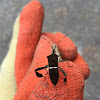 Eastern Leaf-footed Bug