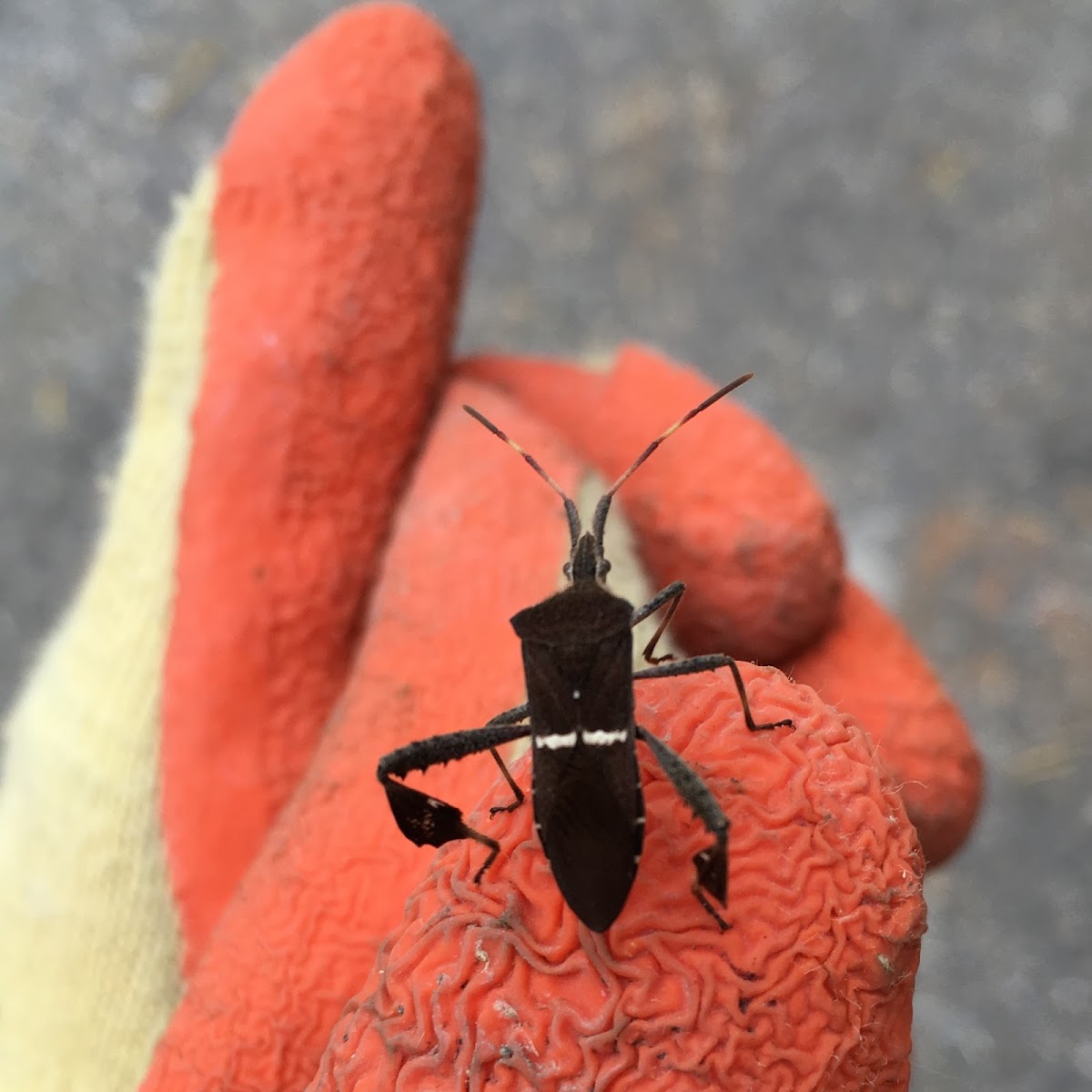 Eastern Leaf-footed Bug