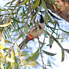 Red-whiskered bulbul