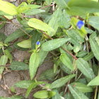 Asiatic Dayflower