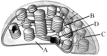 Plastids