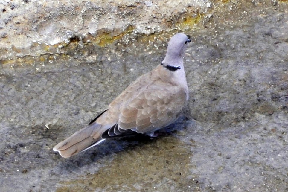 Eurasian Collared Dove