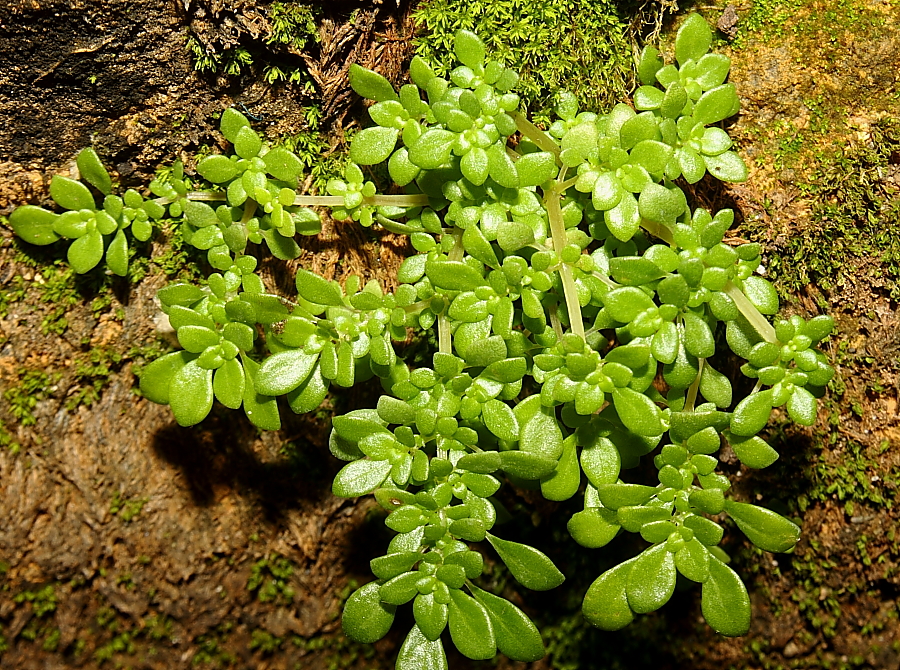 Rockweed