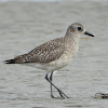 Black-bellied plover