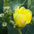 Prickly pear