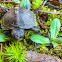 Eastern Box Turtle