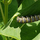 Monarch Caterillar