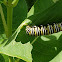 Monarch Caterillar