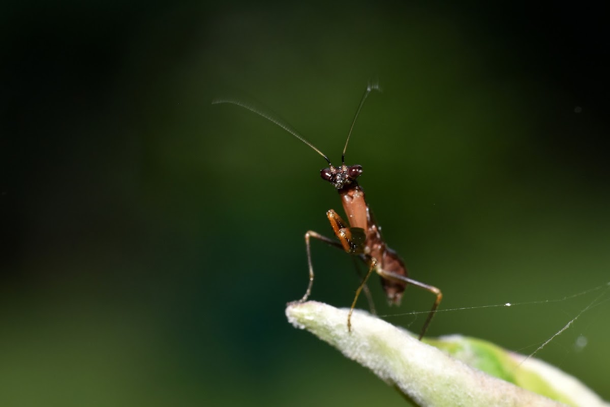 Ant Mantis