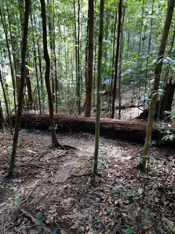 Mount Pulai forest trail