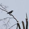 Hooded crow