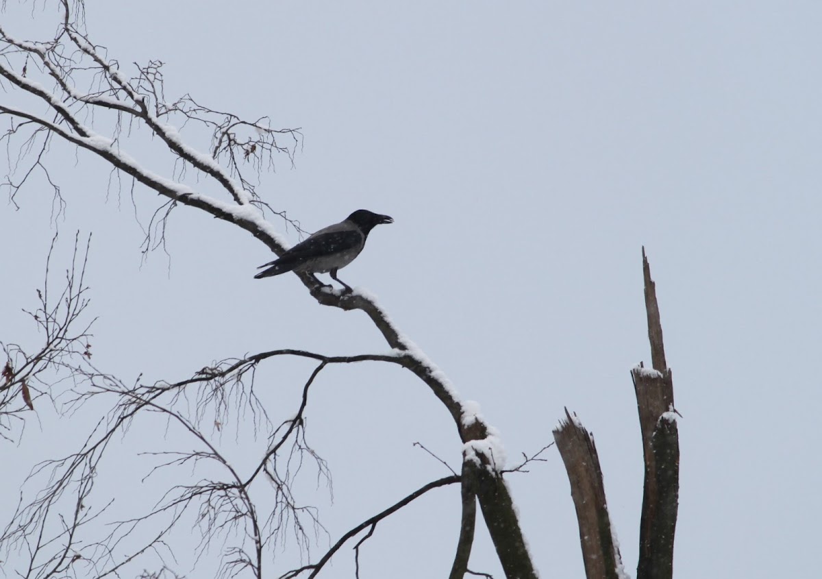 Hooded crow