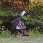 Wild Turkey