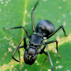 Ant mimicking jumping spider