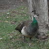 Green peafowl