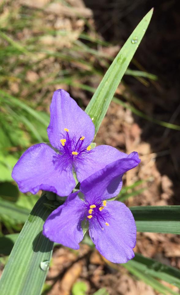 Virginia Spiderwort