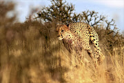 A cheetah in full flight.