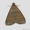 Noctuid Moth