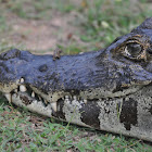 Crocodile