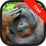 Orangutan Sounds  Icon