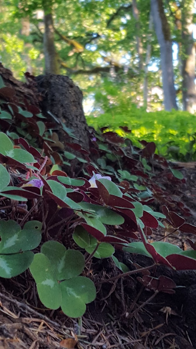 Wood sorrel