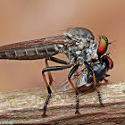 Robber Fly