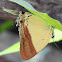 Mandarin blue butterfly