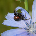 Napoleon spider