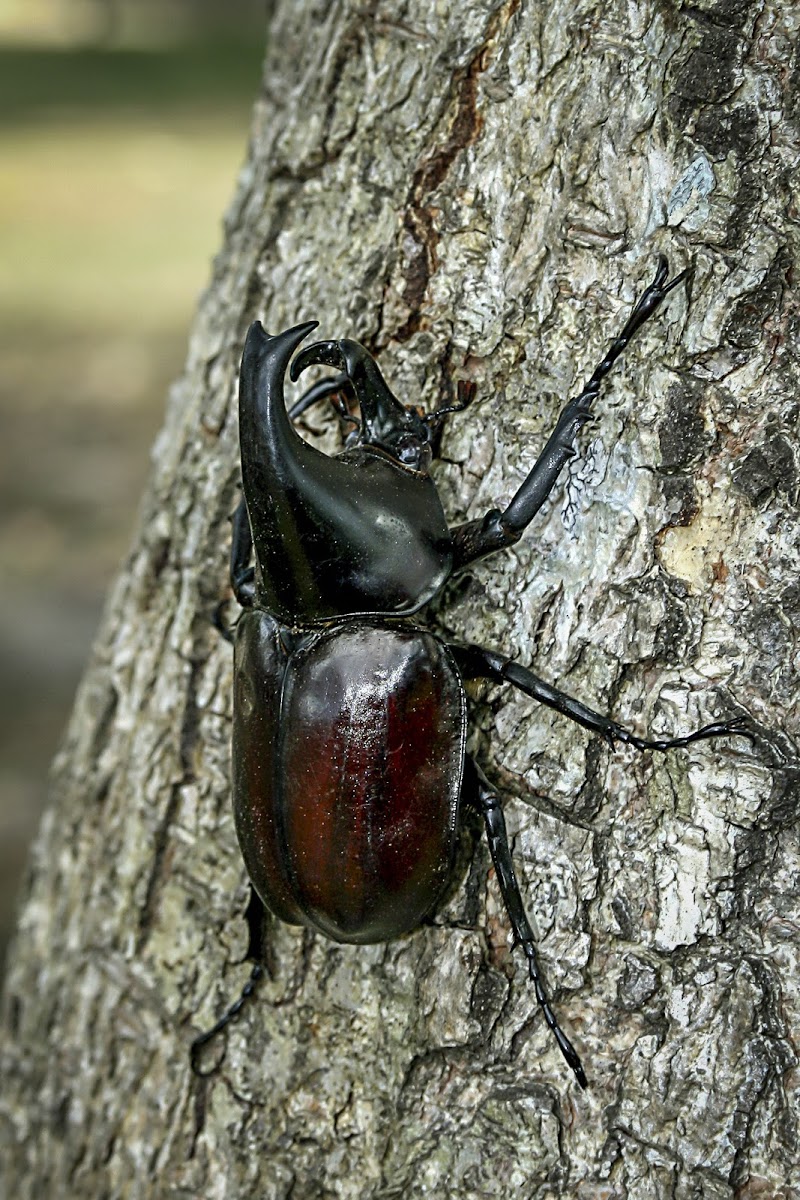 Brown Rhinoceros Beetle