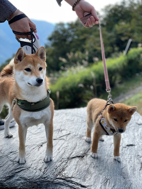 Gクラスの柴犬姉妹・癒し♡♡に関するカスタム事例の投稿画像4枚目