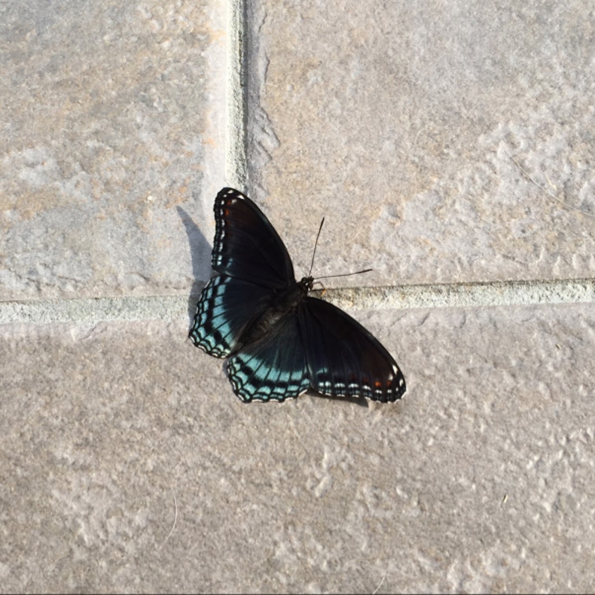 Red-spotted purple