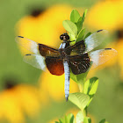 Widow skimmer