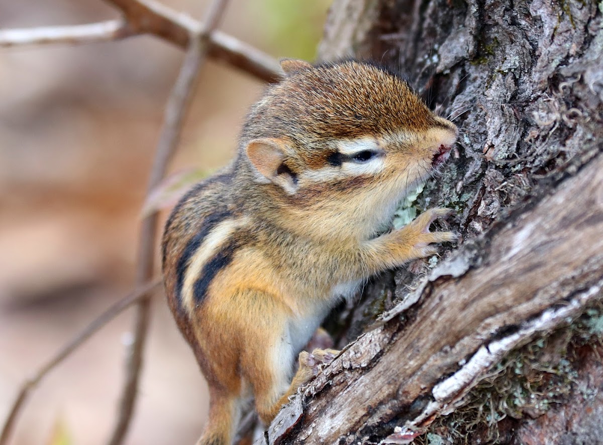 Eastern Chipmunk