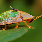 Tortoise Beetle