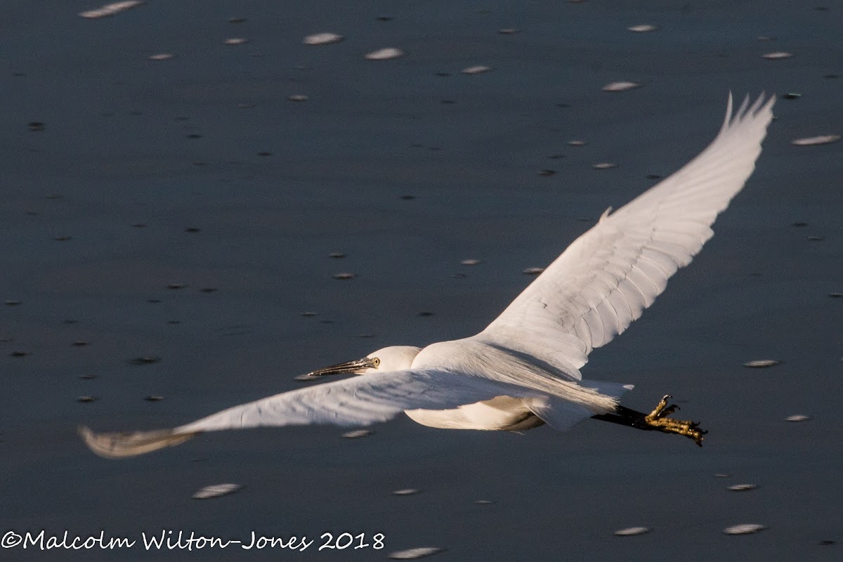 Little Egret