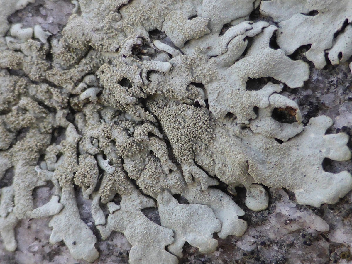 Rock-shield Lichen